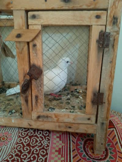 healthy and active dove