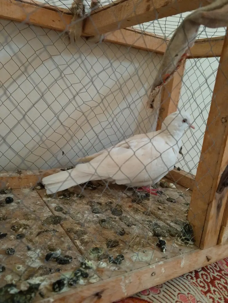 healthy and active dove — photo 2