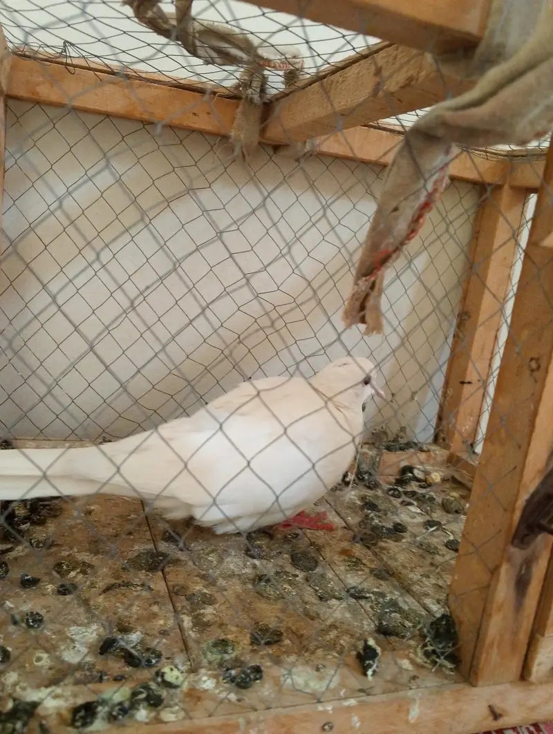 healthy and active dove — photo 3