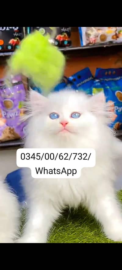 Quality Persian Punch face cat & kitten Male female Both available h