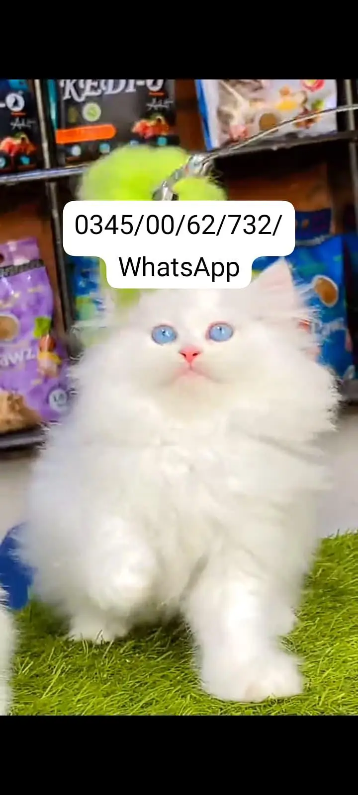 Quality Persian Punch face cat & kitten Male female Both available h — photo 2
