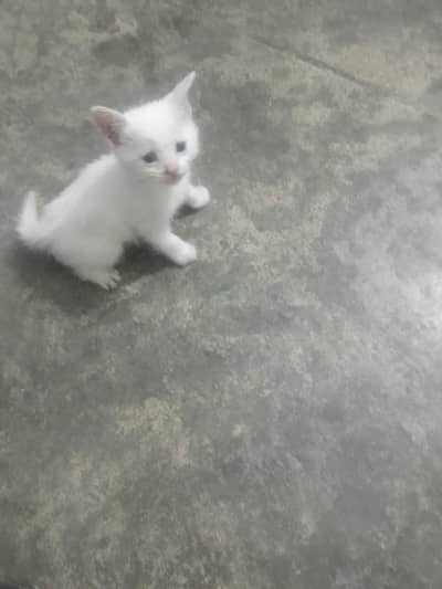 pershin cats