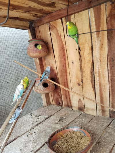 Sale Complete Set-up Australians birds