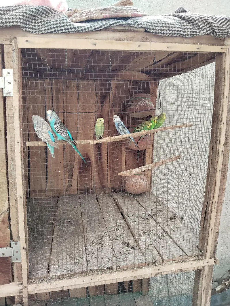 Sale Complete Set-up Australians birds — photo 2