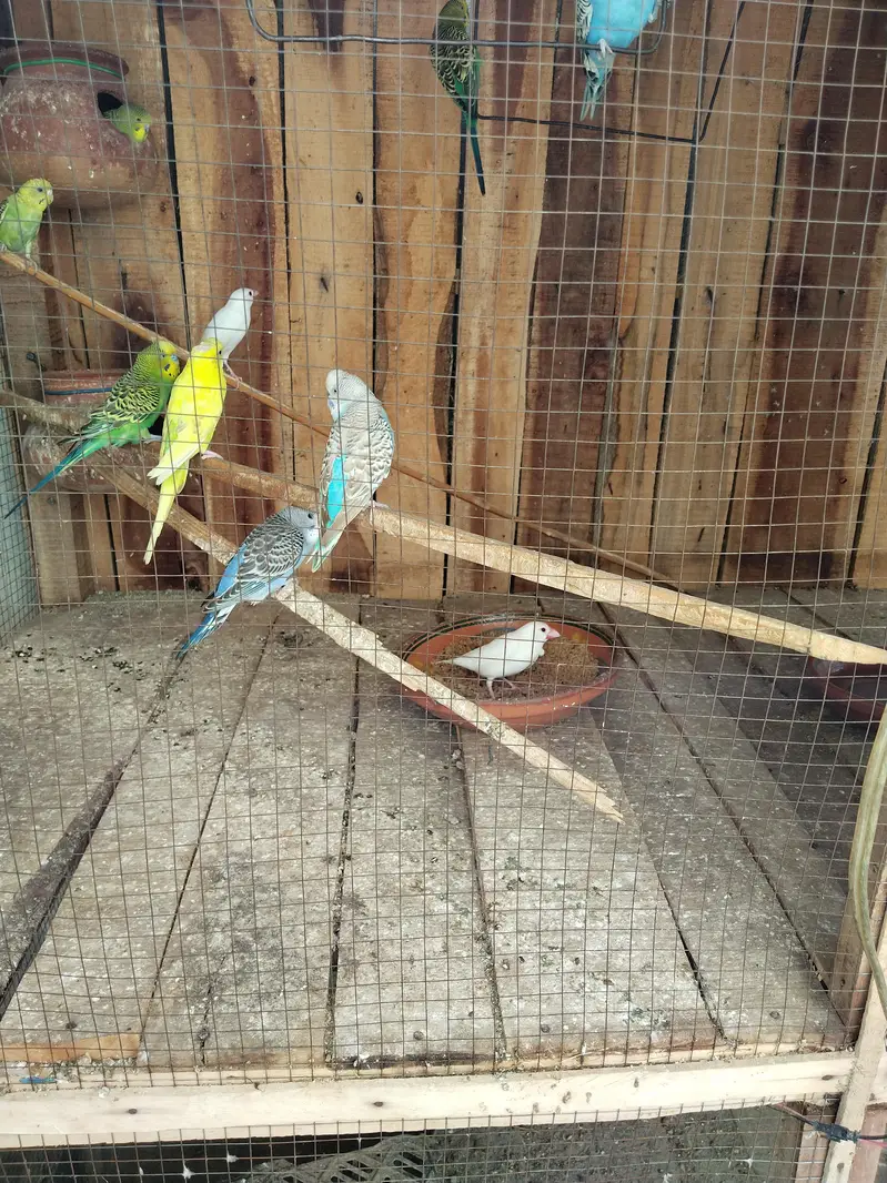 Sale Complete Set-up Australians birds — photo 3