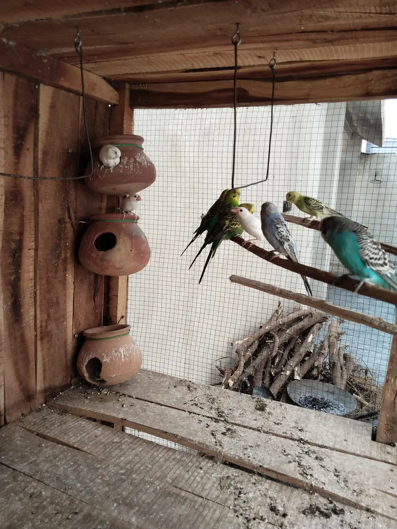 Sale Complete Set-up Australians birds — photo 4