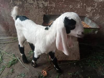 mashallah abluck colur bakra