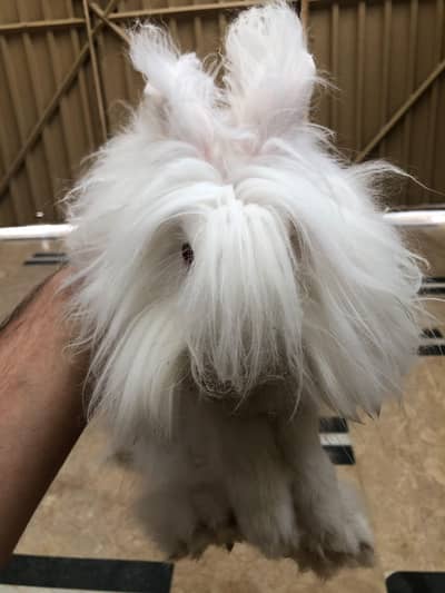 English angora