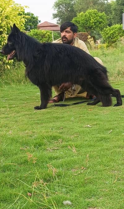 German Shepherd long Court Mel 11 month age ready for new home