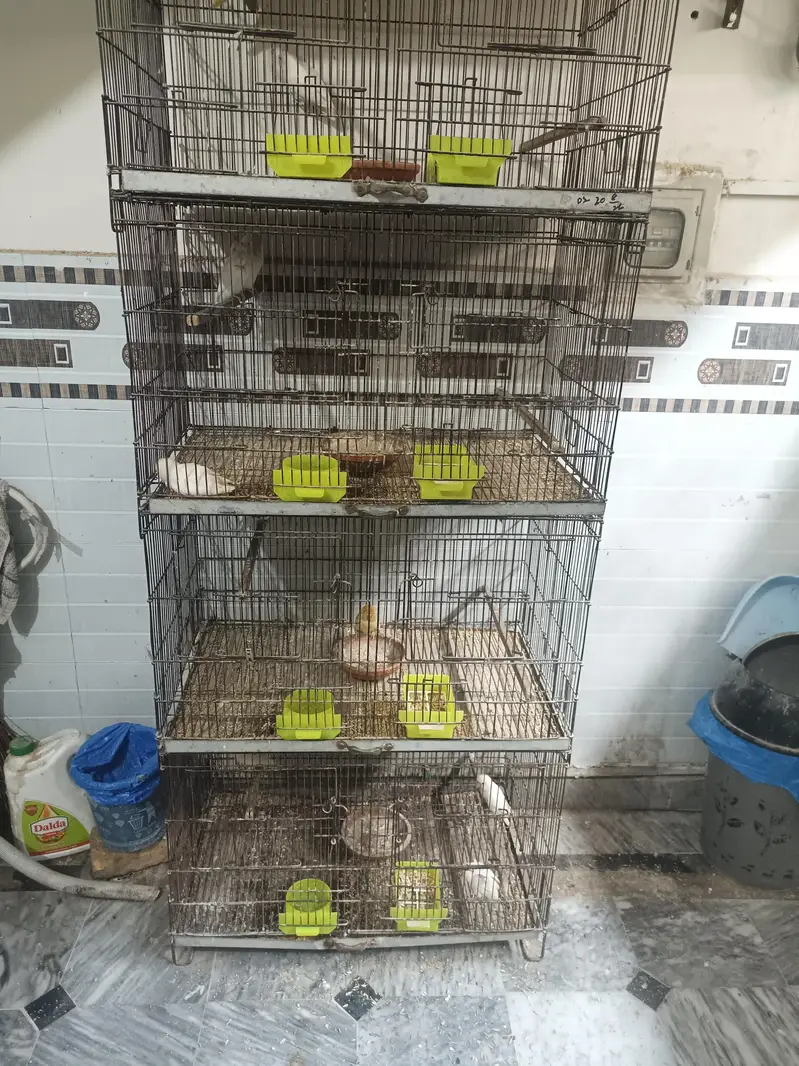 love birds breeder Pairs — photo 5