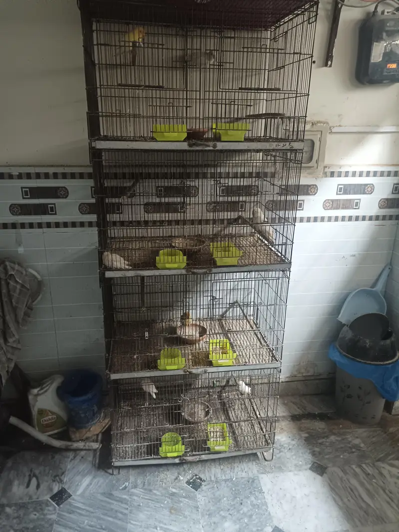 love birds breeder Pairs — photo 6