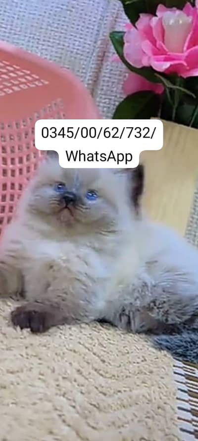 Quality Persian Punch face cat & kitten Male female Both available h