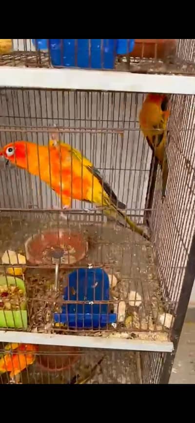 2x Breeder conure pair