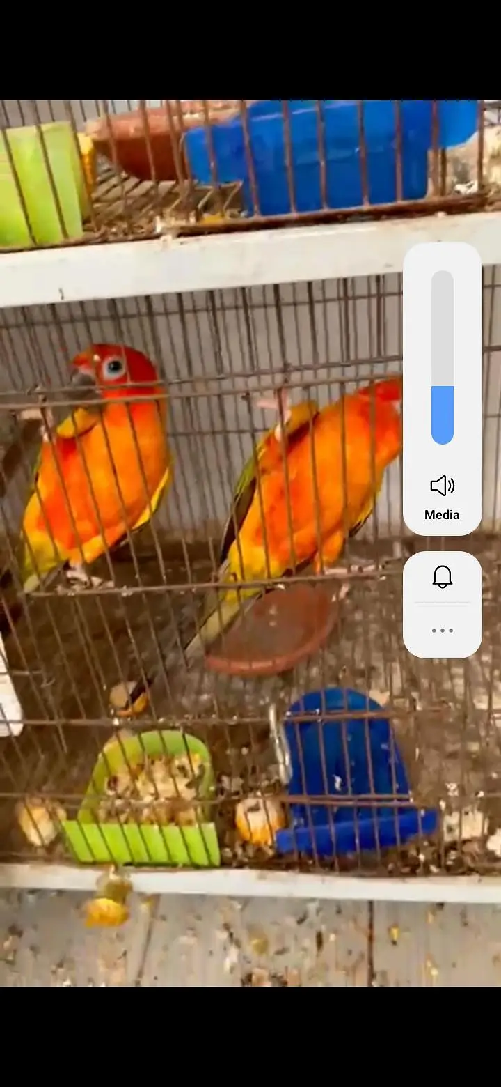 2x Breeder conure pair — photo 2