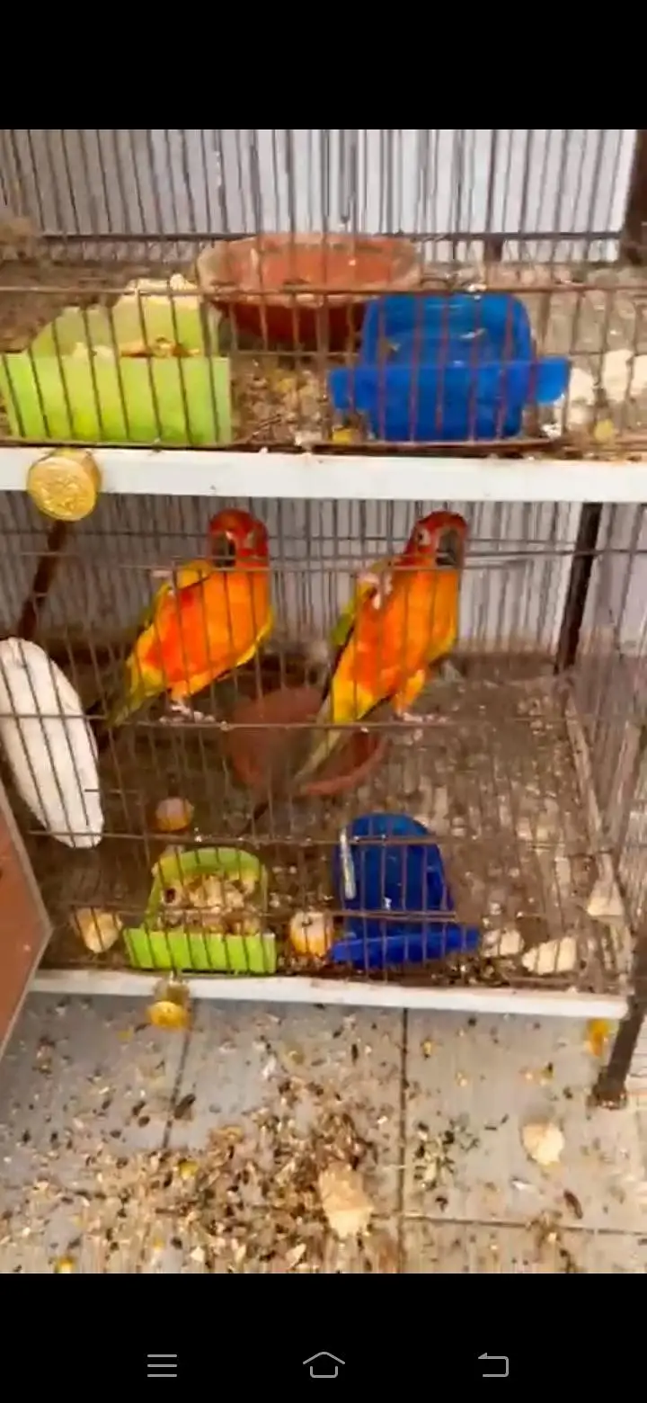 2x Breeder conure pair — photo 3