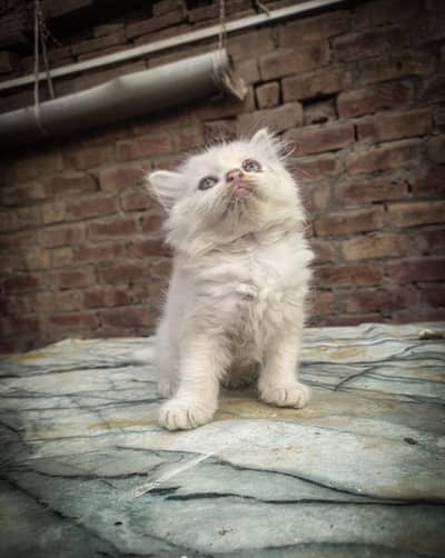 persion Cat baby
