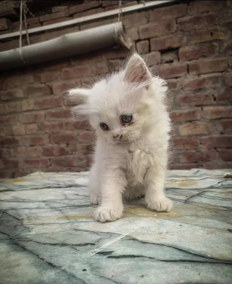 persion Cat baby — photo 2