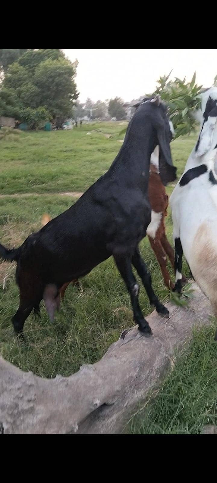 پورے پاکستان سے سستی ترین بکریاں حاصل کریں 0