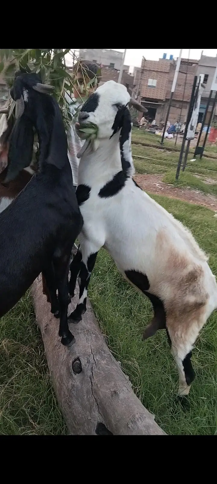 پورے پاکستان سے سستی ترین بکریاں حاصل کریں — photo 2