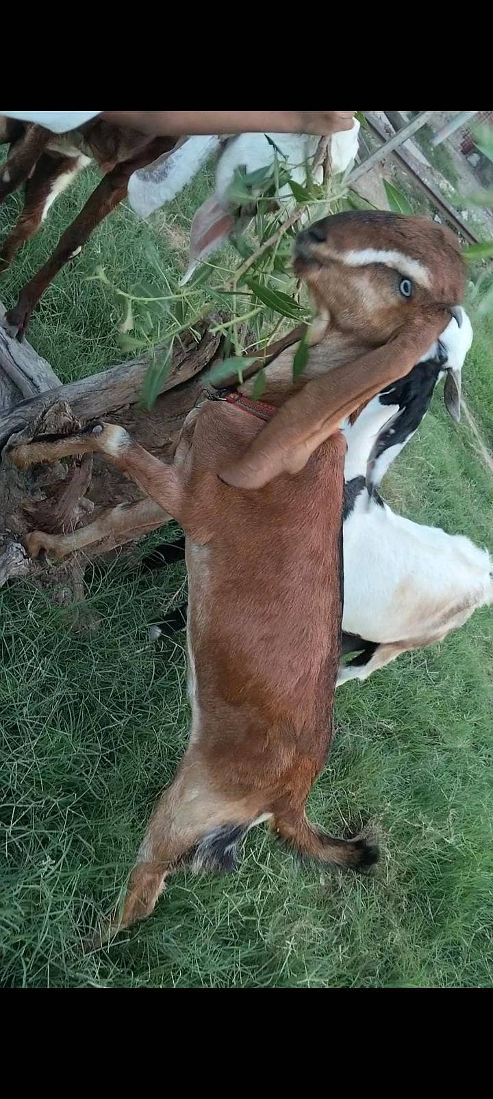 پورے پاکستان سے سستی ترین بکریاں حاصل کریں 3