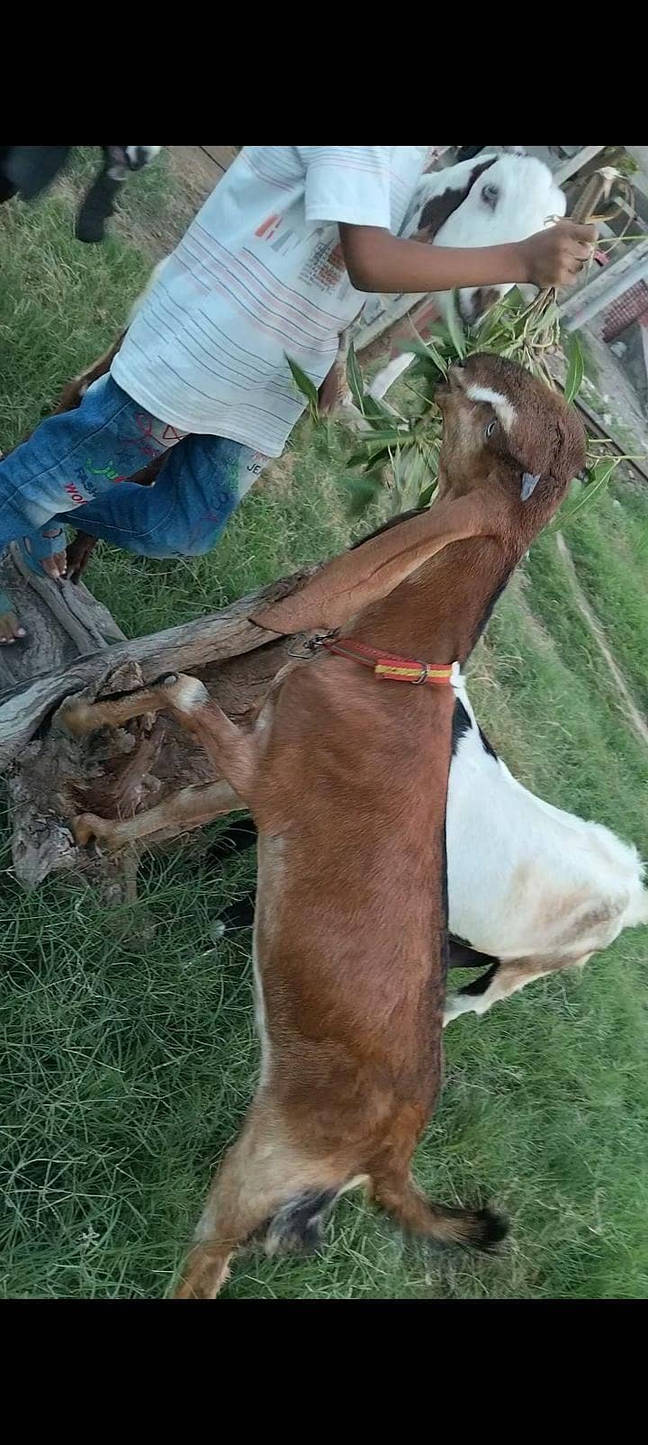 پورے پاکستان سے سستی ترین بکریاں حاصل کریں 4