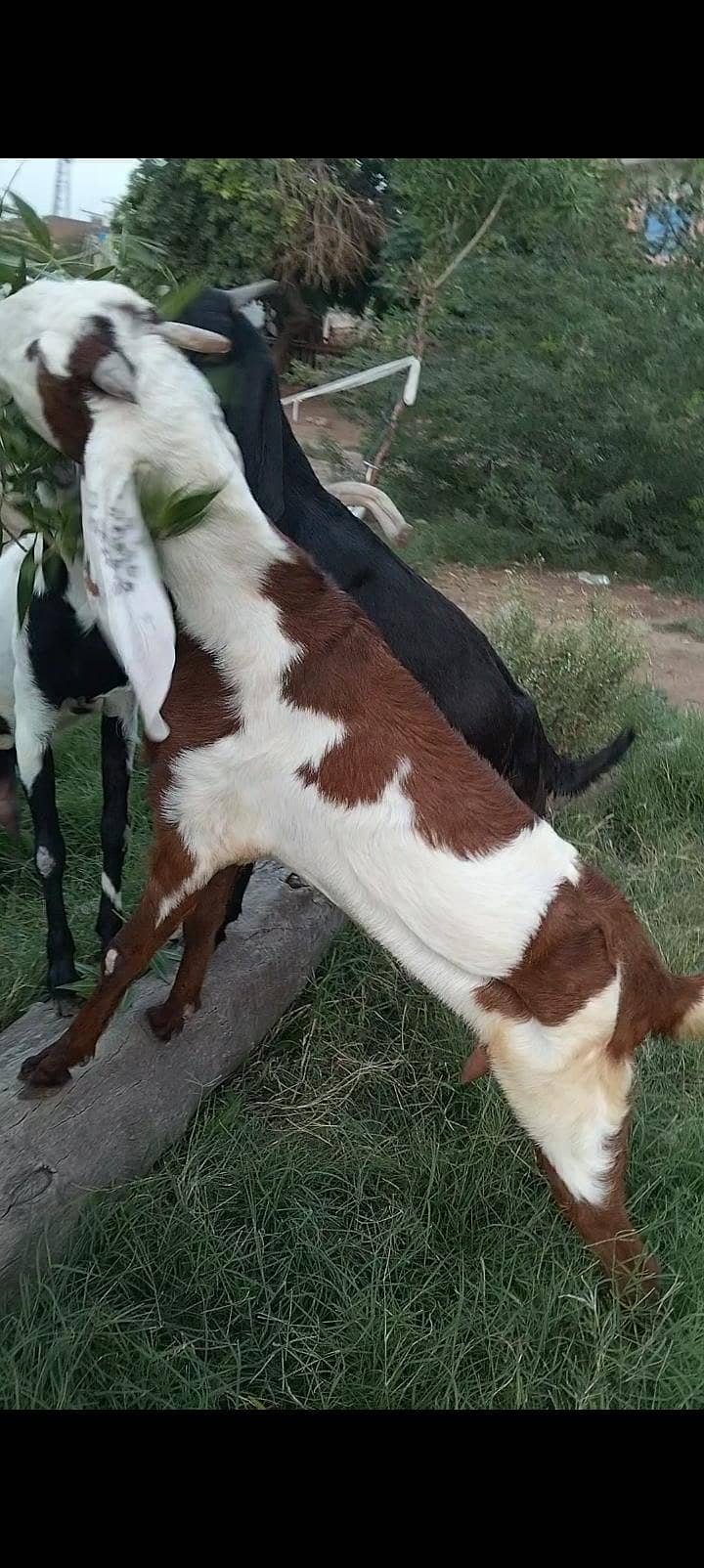 پورے پاکستان سے سستی ترین بکریاں حاصل کریں 6