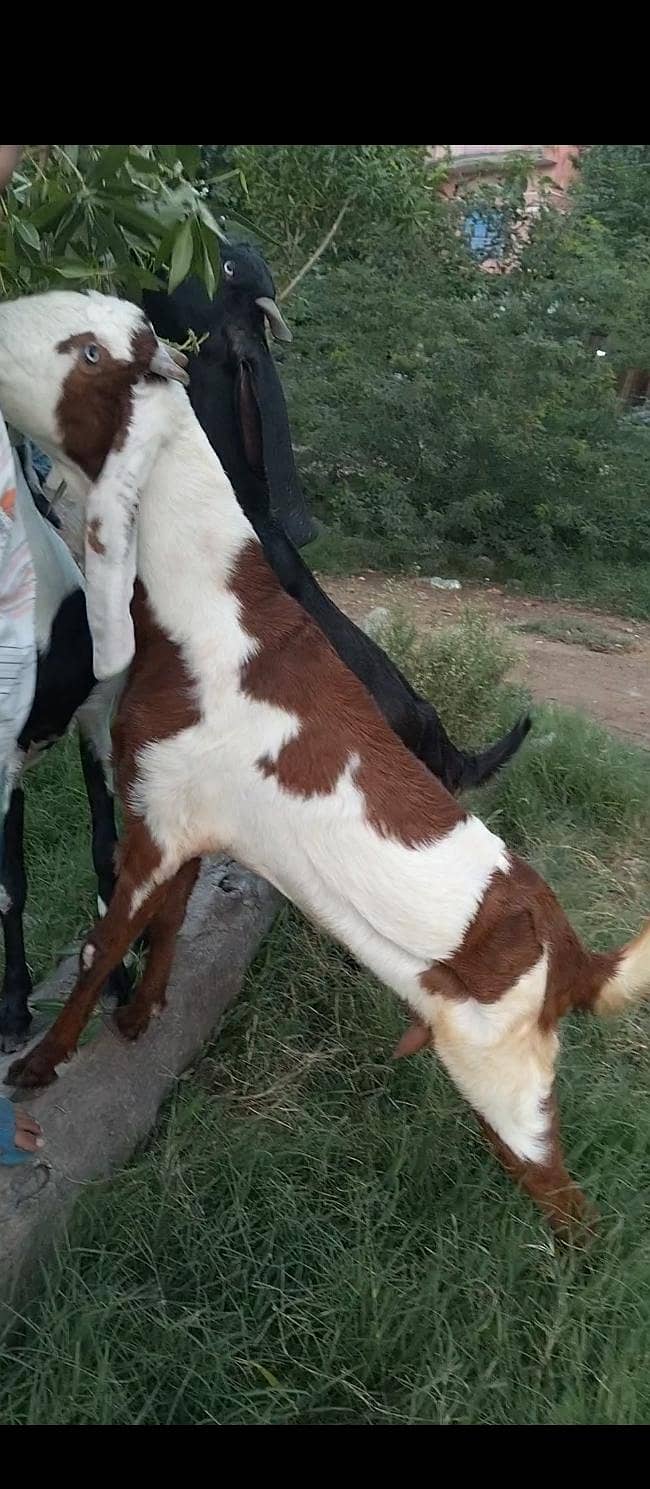 پورے پاکستان سے سستی ترین بکریاں حاصل کریں 7
