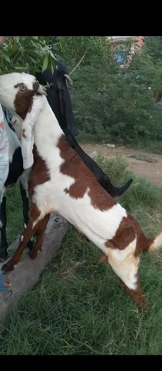 پورے پاکستان سے سستی ترین بکریاں حاصل کریں — photo 8