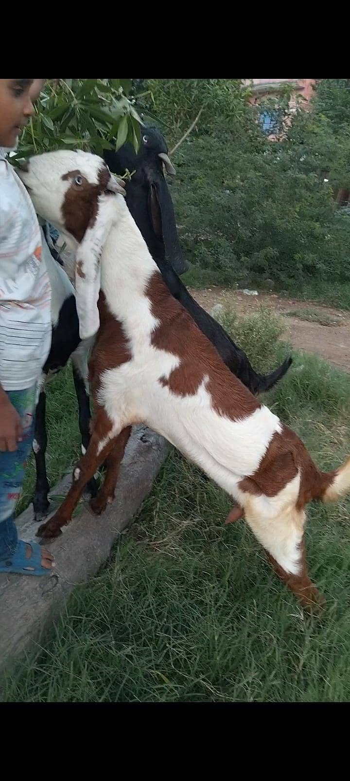 پورے پاکستان سے سستی ترین بکریاں حاصل کریں 8