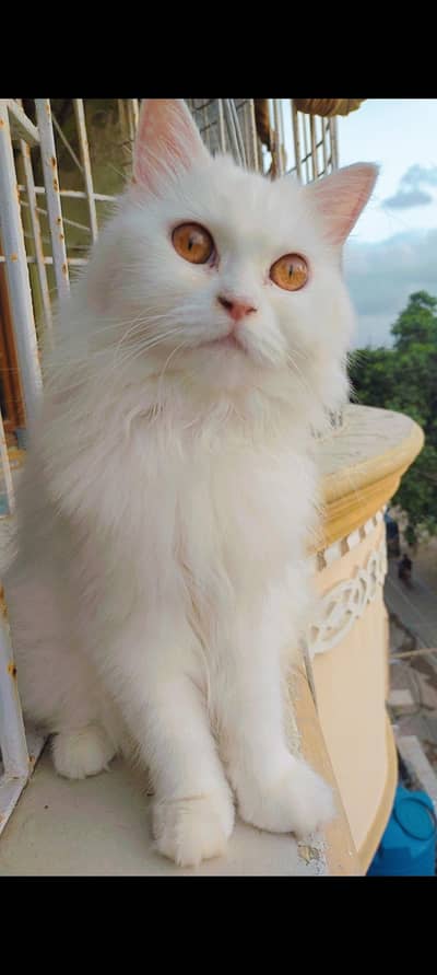 Persian cat