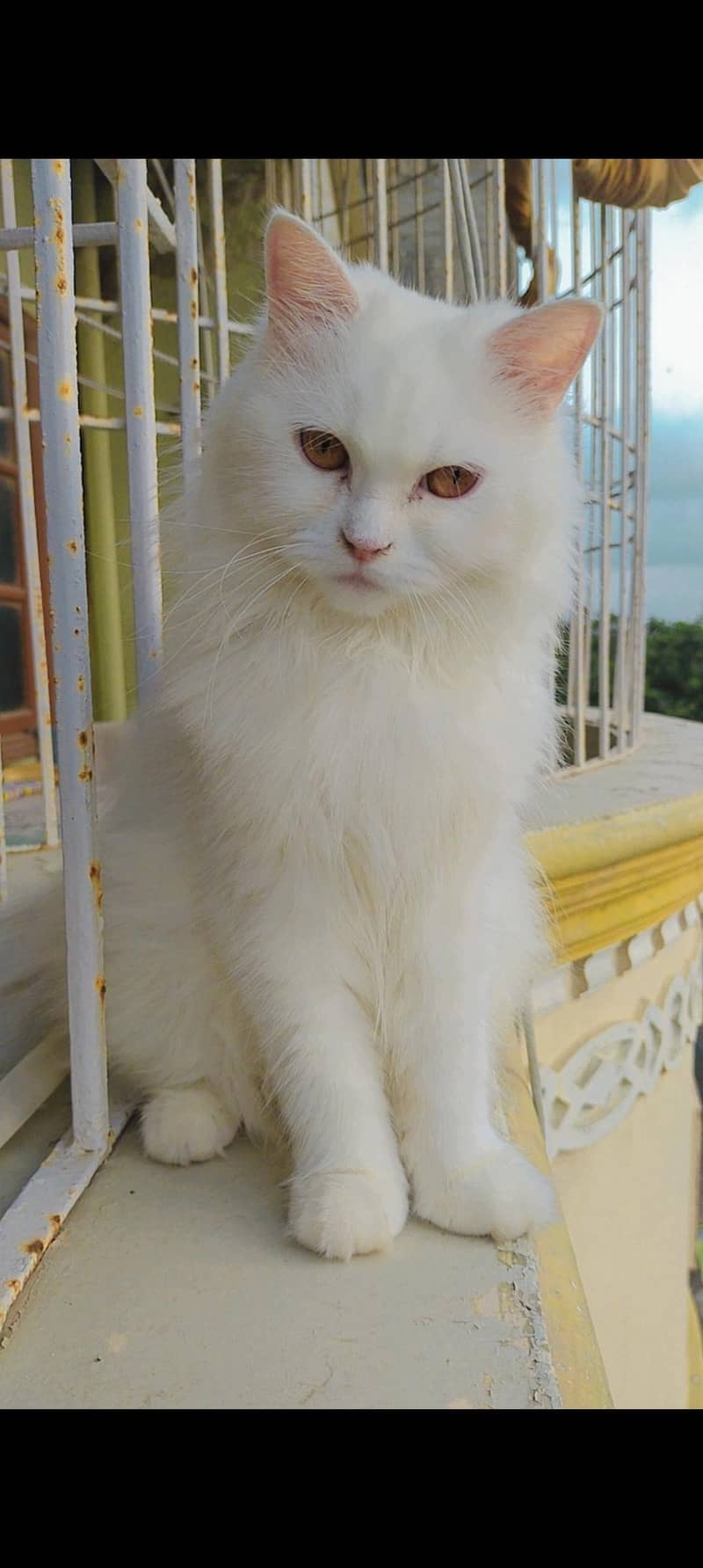 Persian cat 1