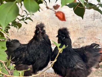 Black silkie phir for sale