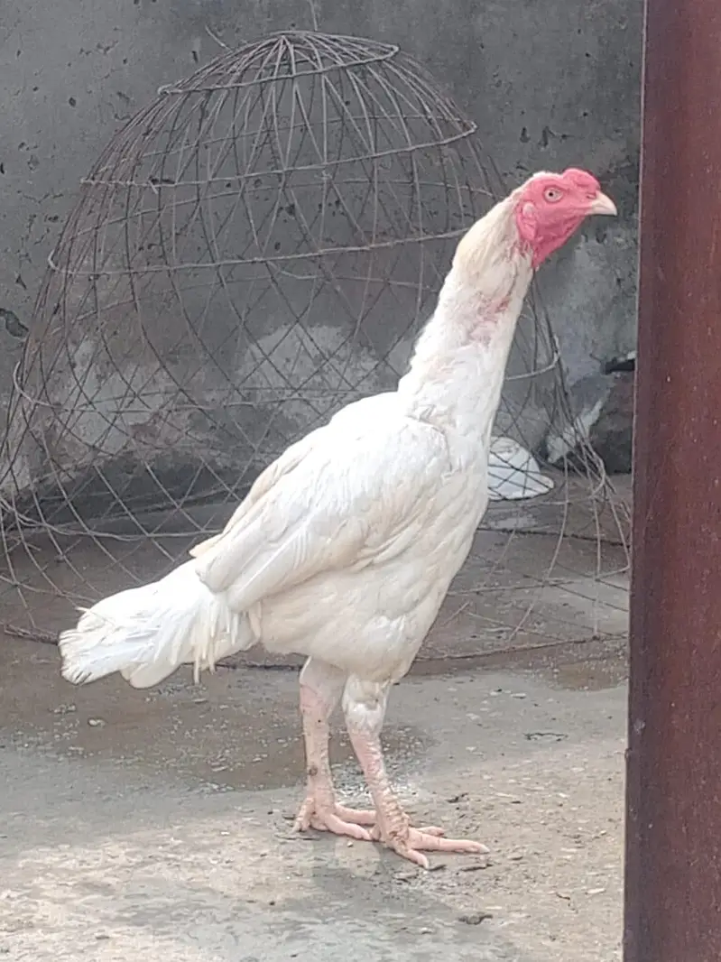 Heera aseel murga or Mianwali Madi hai — photo 2