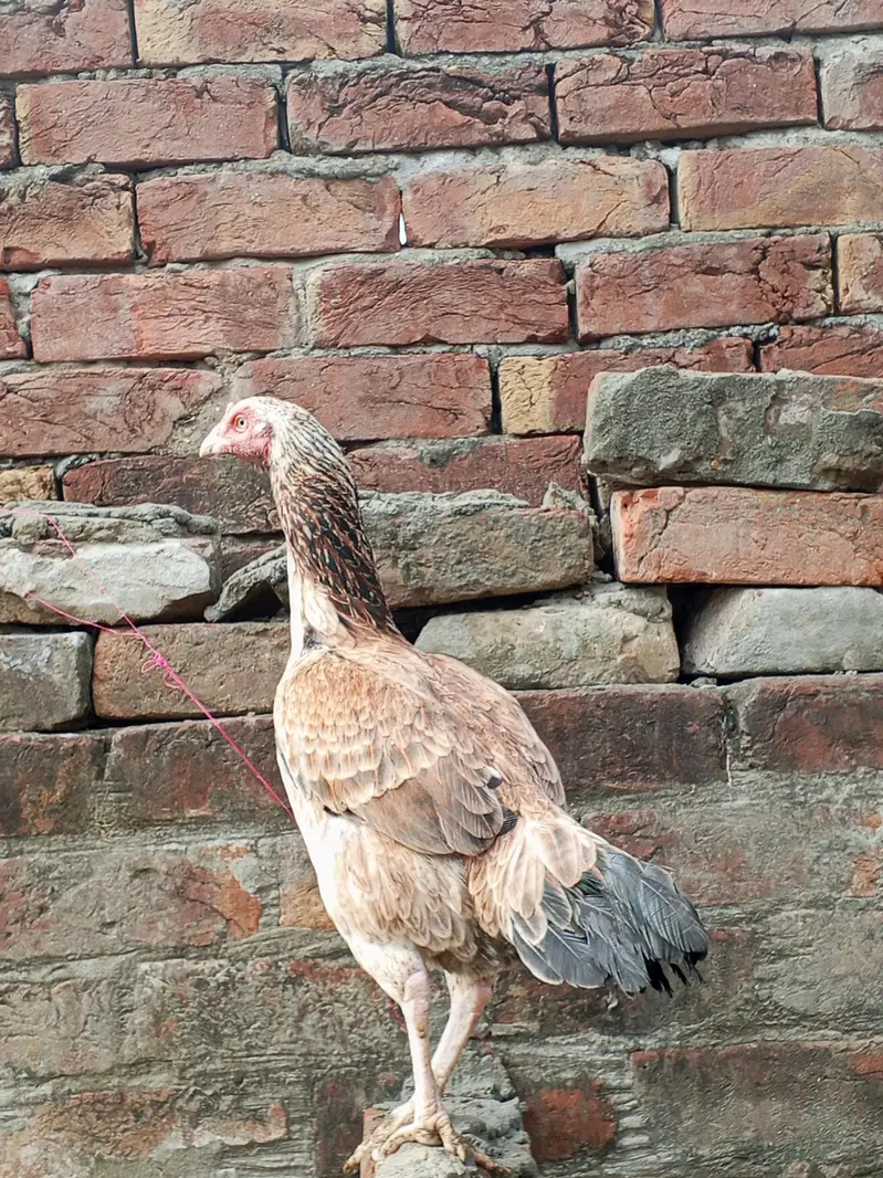 Heera aseel murga or Mianwali Madi hai — photo 4