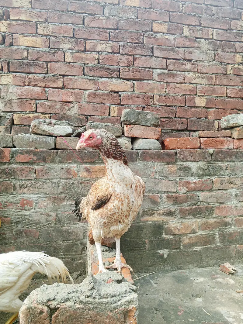 Heera aseel murga or Mianwali Madi hai — photo 5