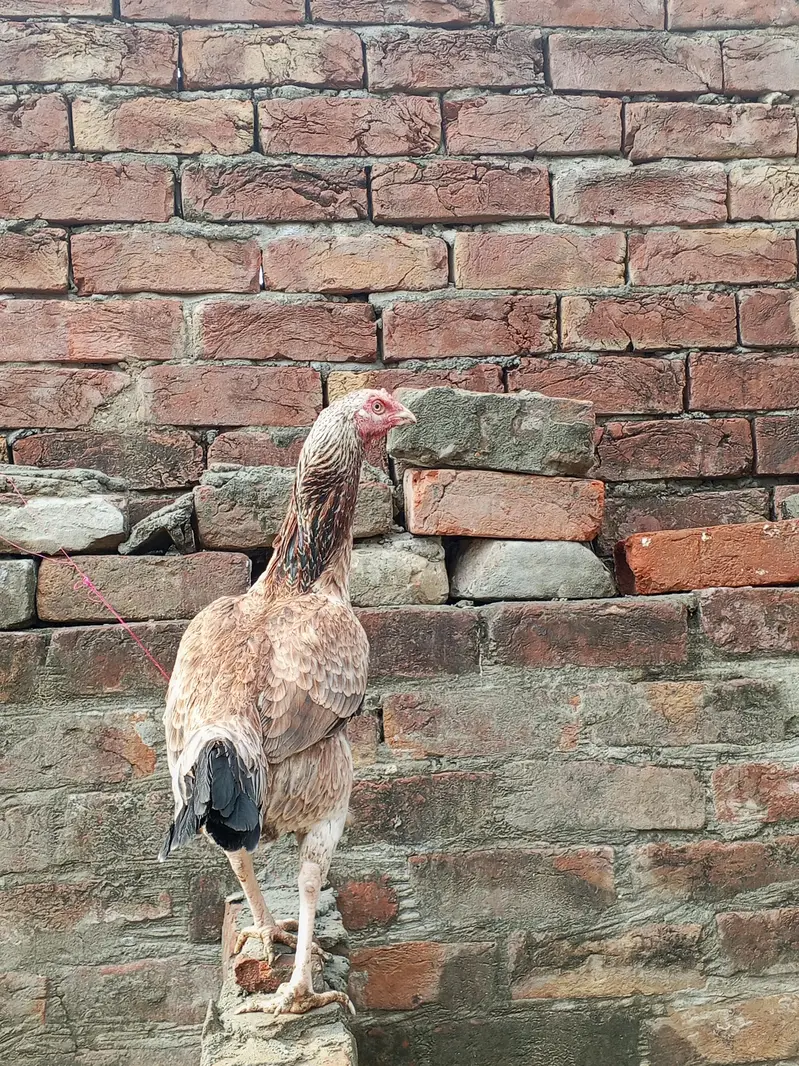 Heera aseel murga or Mianwali Madi hai — photo 6