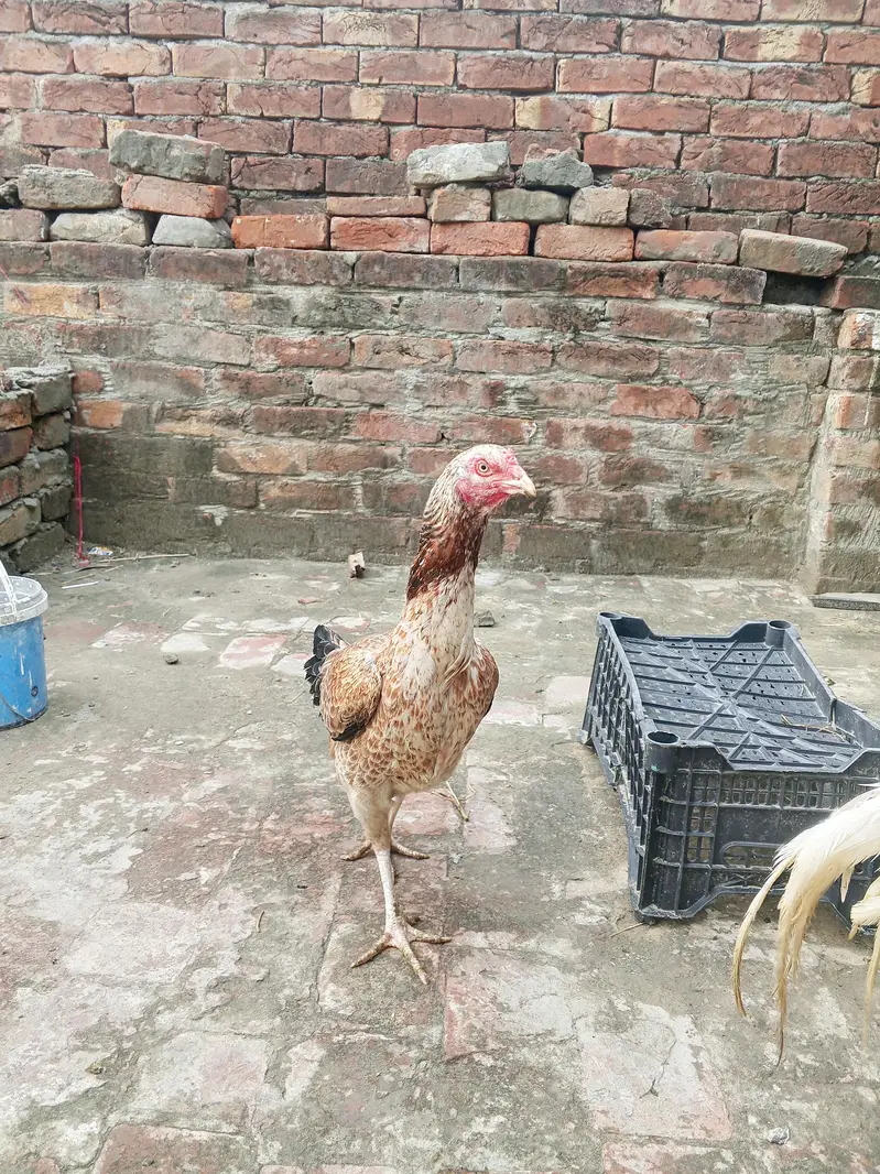 Heera aseel murga or Mianwali Madi hai — photo 8