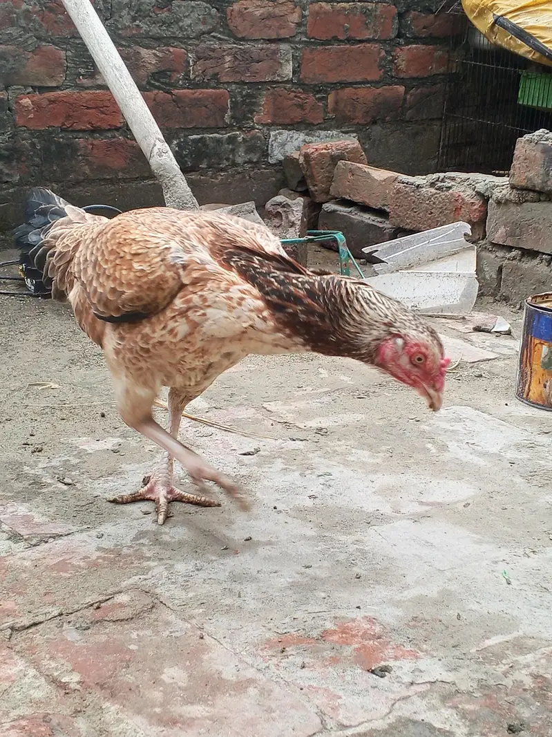 Heera aseel murga or Mianwali Madi hai — photo 9