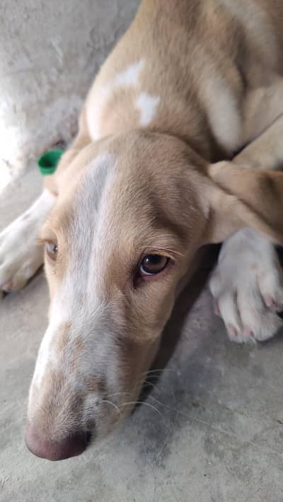 Labrador retriever female available for sale