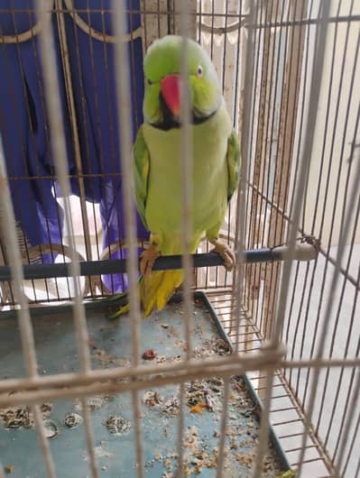 GREEN TALKING PARROT