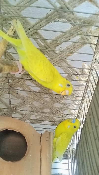lemon budgies breeder pair