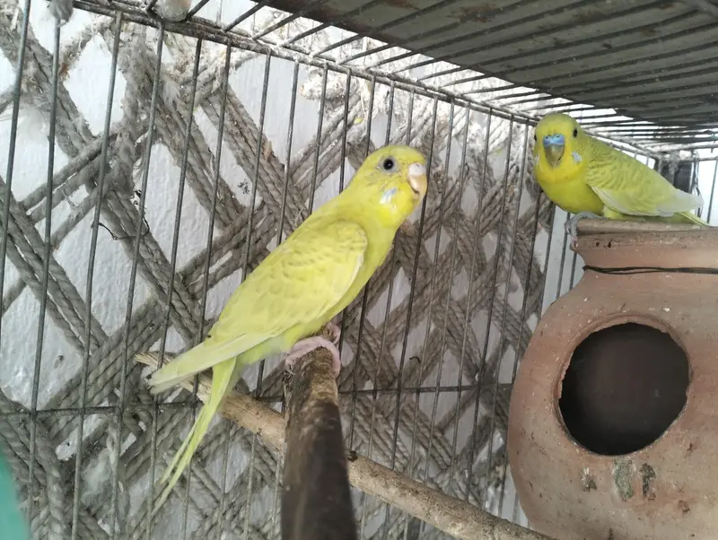 lemon budgies breeder pair — photo 2