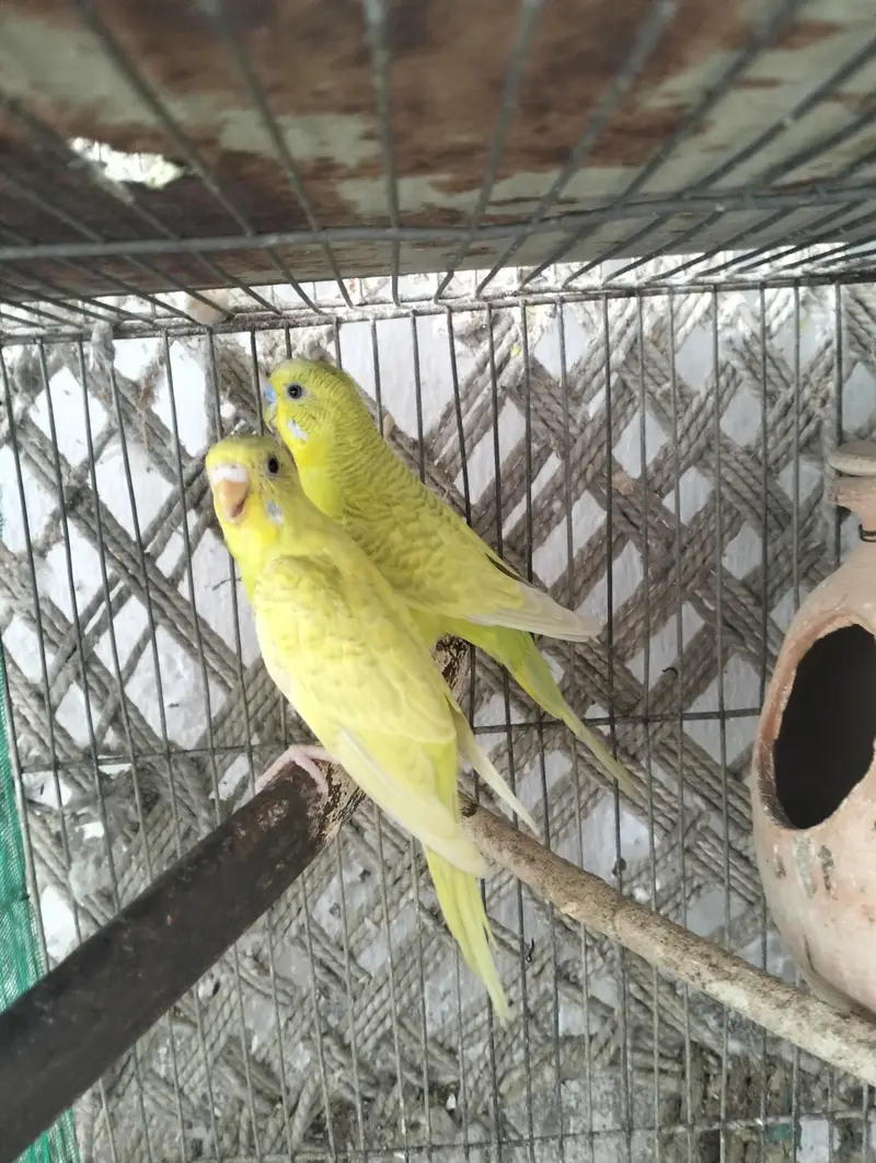 lemon budgies breeder pair — photo 3