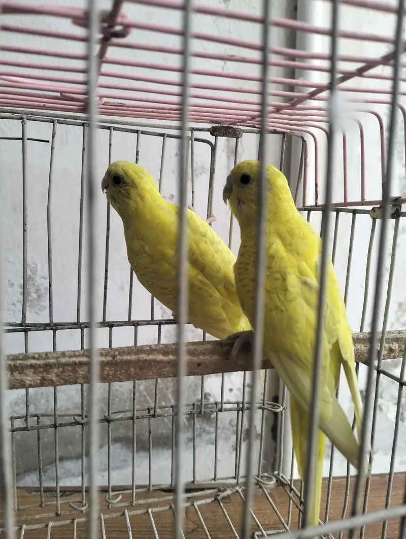 lemon budgies breeder pair — photo 4