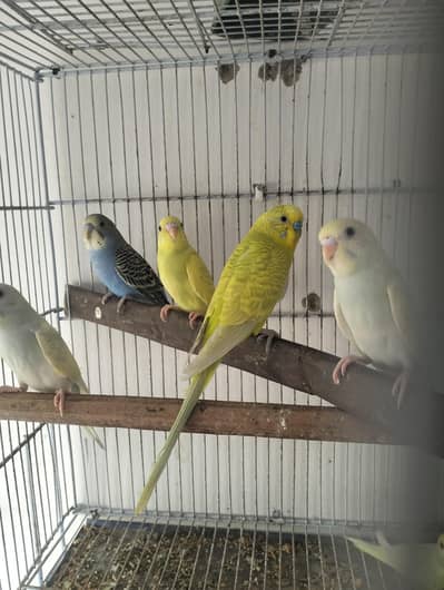 lemon budgies breeder pair