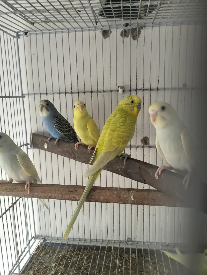 lemon budgies breeder pair — photo 5