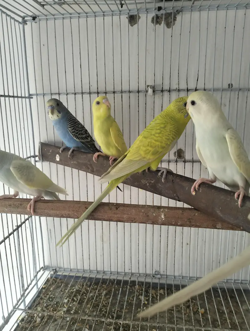 lemon budgies breeder pair — photo 6