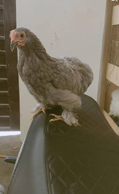 egg lying Buntam Set available excellent quality .