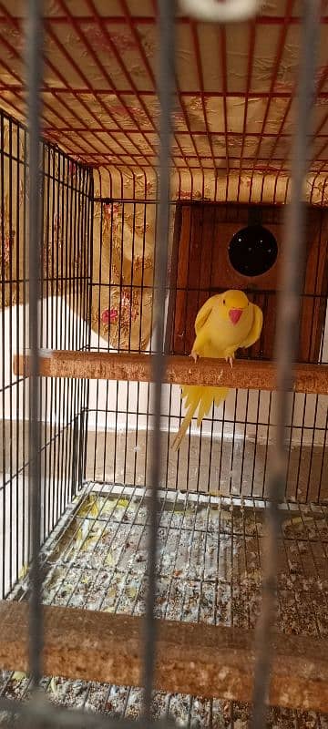 yellow ringneck breeder pair