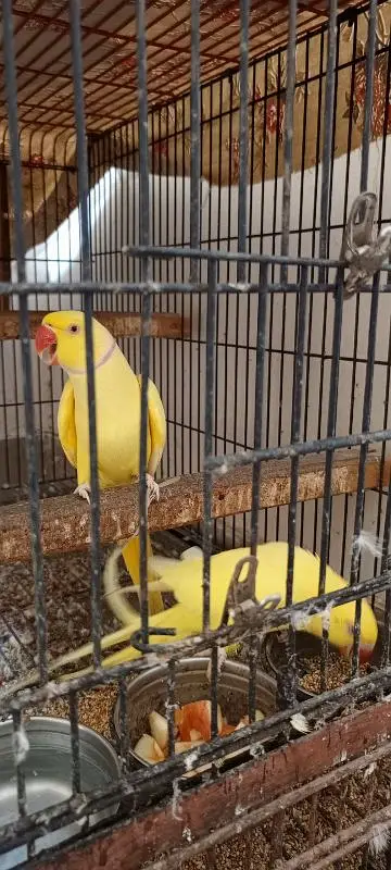 yellow ringneck breeder pair — photo 2